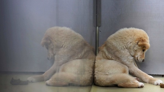 Owners of pet boarding facilities across the city said there has been a significant increase in the number of requests for taking in pets. (Reuters) Owners of pet boarding facilities across the city said there has been a significant increase in the number of requests for taking in pets. (Reuters)
