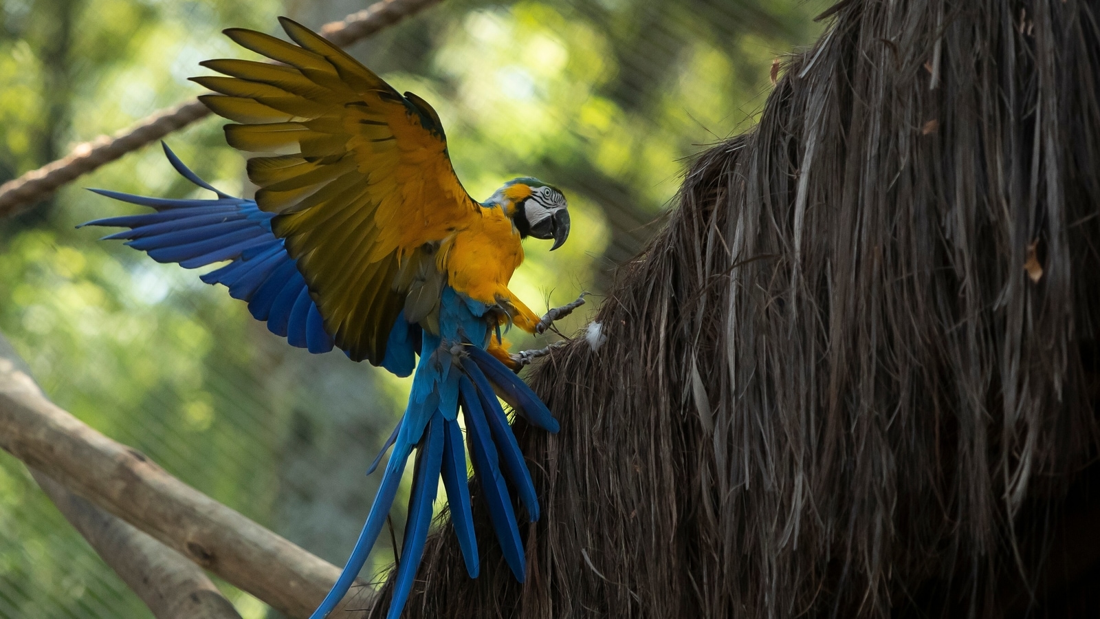 blue and gold macaw flying