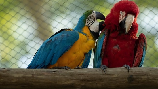 A blue-and-yellow macaw grooms a red-and-green macaw, inside an enclosure at BioParque, in Rio de Janeiro, Brazil, Wednesday, May 5, 2021. Last year, BioParque gave its macaws more space: a new 1,000-square-meter (10,700-square-foot) aviary. (AP) A blue-and-yellow macaw grooms a red-and-green macaw, inside an enclosure at BioParque, in Rio de Janeiro, Brazil, Wednesday, May 5, 2021. Last year, BioParque gave its macaws more space: a new 1,000-square-meter (10,700-square-foot) aviary. (AP)