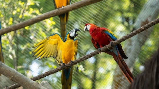 A pair of macaws perch on a rope inside an enclosure at BioParque, in Rio de Janeiro, Brazil, Wednesday, May 5, 2021. Macaw gender is near impossible to determine by sight, and requires either genetic testing of feathers or blood, or laparoscopy of the gonads. (AP) A pair of macaws perch on a rope inside an enclosure at BioParque, in Rio de Janeiro, Brazil, Wednesday, May 5, 2021. Macaw gender is near impossible to determine by sight, and requires either genetic testing of feathers or blood, or laparoscopy of the gonads. (AP)