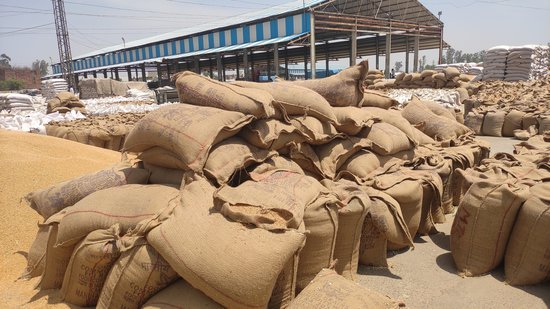 As per government, 83.49 lakh MT wheat arrived in the mandis in state and government procurement agencies have procured 80.77 lakh MT wheat. (HT Photo) As per government, 83.49 lakh MT wheat arrived in the mandis in state and government procurement agencies have procured 80.77 lakh MT wheat. (HT Photo)