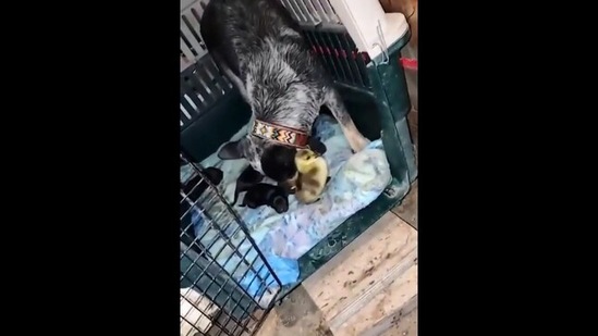 The image shows the mama dog with her 'yellow puppy'(Reddit/CommonSchemeForYou) The image shows the mama dog with her 'yellow puppy'(Reddit/CommonSchemeForYou)