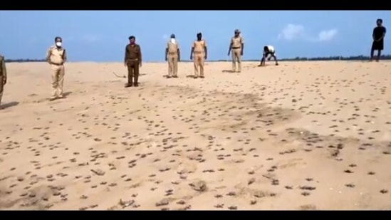 The image shows Olive Ridley turtle hatchlings.(Twitter/@susantananda3)