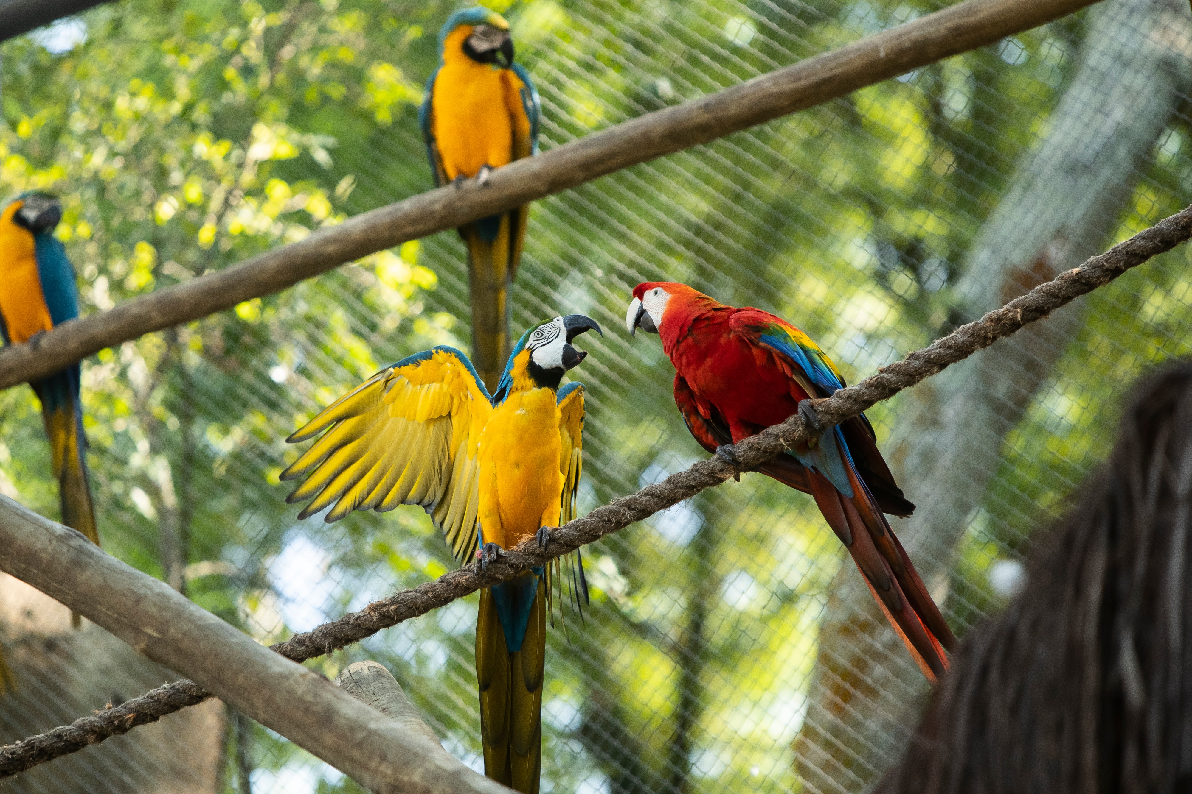 A pair of macaws perch on a rope inside an enclosure at BioParque, in Rio de Janeiro, Brazil, Wednesday, May 5, 2021. Macaw gender is near impossible to determine by sight, and requires either genetic testing of feathers or blood, or laparoscopy of the gonads. (AP) A pair of macaws perch on a rope inside an enclosure at BioParque, in Rio de Janeiro, Brazil, Wednesday, May 5, 2021. Macaw gender is near impossible to determine by sight, and requires either genetic testing of feathers or blood, or laparoscopy of the gonads. (AP)