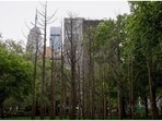 In New York, artist Maya Lin's 'Ghost Forest' warns on rising sea water