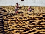 Cow dung is reported to be a vital energy and cooking source in some parts of the world, including India.(Sanket Wankhade/HT PHOTO) Cow dung is reported to be a vital energy and cooking source in some parts of the world, including India.(Sanket Wankhade/HT PHOTO)