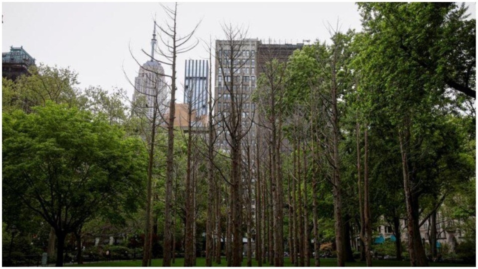 Maya Lin: Ghost Forest Seedlings