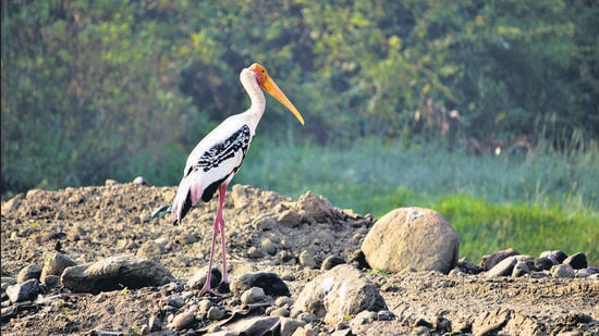 A Painted Stork on the banks of the Mula-Mutha river in Pune. This stork is a near-threatened species. (Jeevitnadi/HT) A Painted Stork on the banks of the Mula-Mutha river in Pune. This stork is a near-threatened species. (Jeevitnadi/HT)