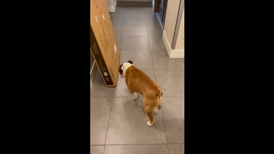 Mister Bentley being cautious around a mysterious package. (Instagram/@mrbentley_thedog) Mister Bentley being cautious around a mysterious package. (Instagram/@mrbentley_thedog)