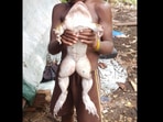 The image shows the giant frog from Solomon Islands.(Facebook/@Jimmy Hugo) The image shows the giant frog from Solomon Islands.(Facebook/@Jimmy Hugo)