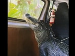 Sanchez the alligator during a ride across Australia Zoo. 