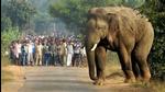 The tusker is currently at Dumka district’s Kathikund forest where its life is in grave danger from fearful villagers, who are looking to chase it away. PTI Photo/File/Representative. The tusker is currently at Dumka district’s Kathikund forest where its life is in grave danger from fearful villagers, who are looking to chase it away. PTI Photo/File/Representative.