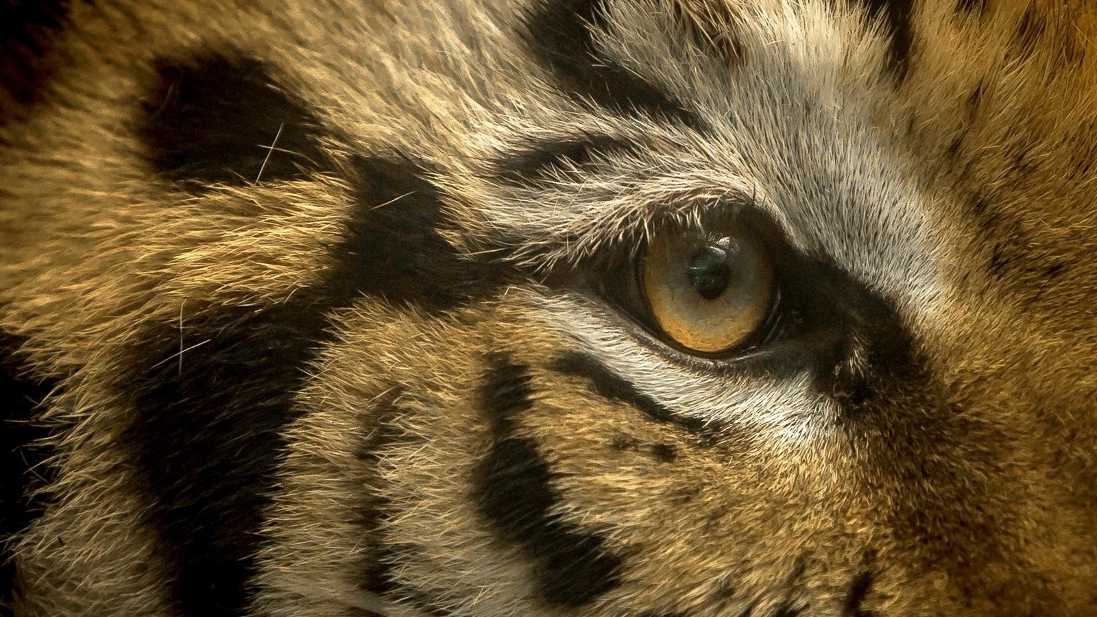 Bengal tiger seen roaming around in Texas neighborhood, ‘owner’ arrested