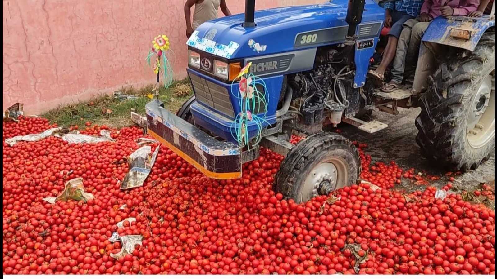 Bihar farmers crush their produce to protest against low tomato prices