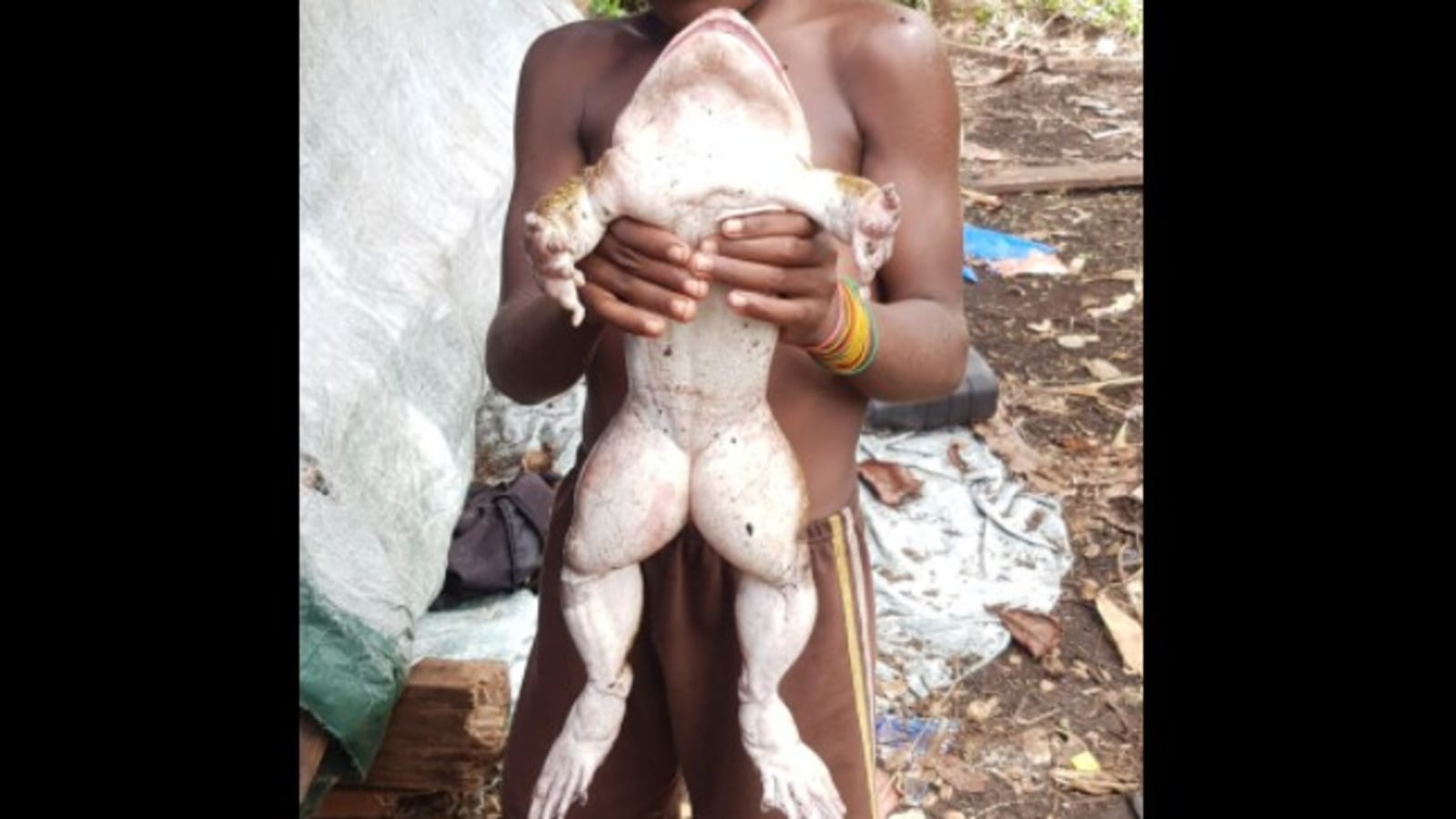 Photo of frog the size of a human baby stuns Pacific social media - ABC News