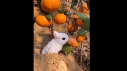 The image shows the bunny enjoying the citrus fruit.
