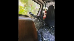 Sanchez the alligator during a ride across Australia Zoo. 