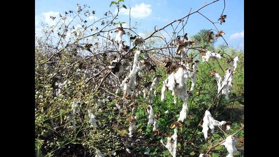 Inadequate canal water, bad weather delay cotton sowing in Punjab’s Malwa belt Inadequate canal water, bad weather delay cotton sowing in Punjab’s Malwa belt