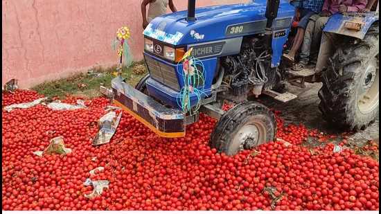 A farmer in Bihar' Muzaffarpur destroys his harvest of tomatoes to demonstrate anger against low prices. HT Photo