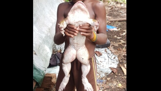The image shows the giant frog from Solomon Islands.(Facebook/@Jimmy Hugo)