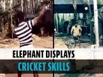 Elephant's batting skills amuse former England skipper Michael Vaughan