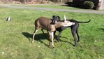 Pippin and Kate playing together. (Reddit, YouTube/isobel springett) Pippin and Kate playing together. (Reddit, YouTube/isobel springett)