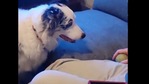 The image shows the doggo staring at the ball.(Reddit) The image shows the doggo staring at the ball.(Reddit)