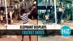 Elephant's batting skills amuse former England skipper Michael Vaughan Elephant's batting skills amuse former England skipper Michael Vaughan