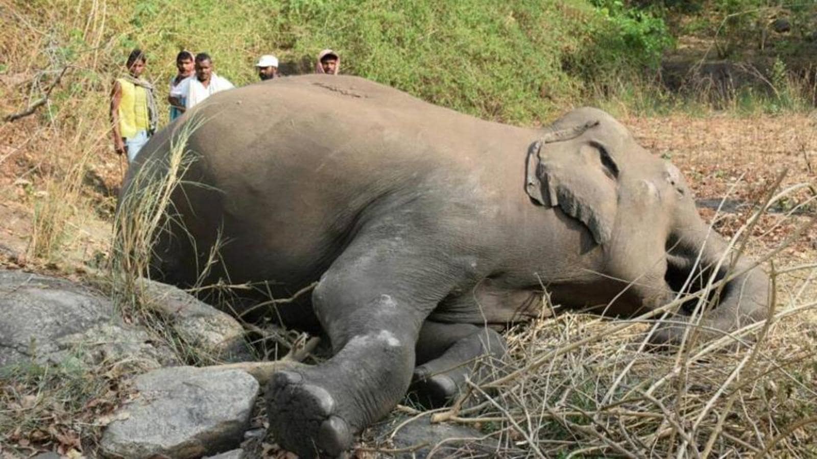 18 wild elephants killed in Assam’s Nagaon district probably due to