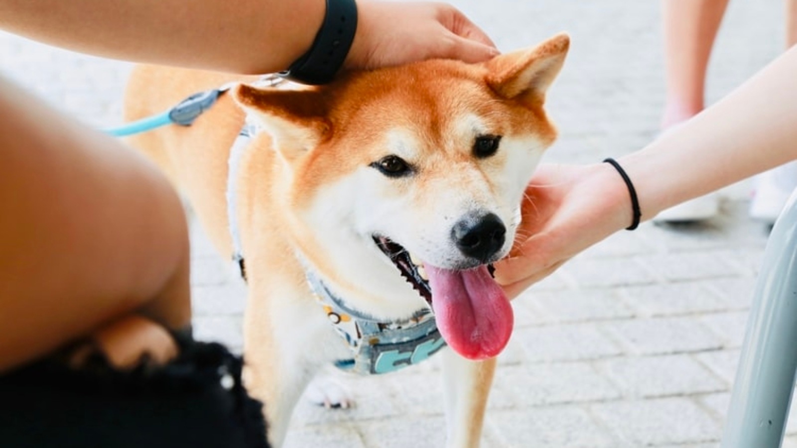 why is petting a dog relaxing