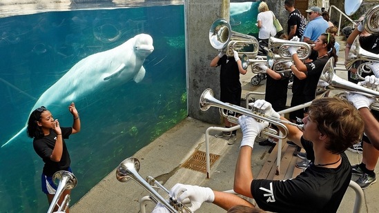 In this July 5, 2018, file photo, drum major Leslie Abreu, left, directs members of the brass ensemble for the 7th Regiment Drum and Bugle Corps as they play in front of the Alaska Coast exhibit and Juno, one of the Beluga whales at Mystic Aquarium, Mystic, Conn. Mystic Aquarium is preparing for the arrival of five Beluga whales from a zoo and amusement park in Canada after navigating approval processes on both sides of the U.S. border and overcoming legal challenges from environmental groups.&nbsp;(AP)