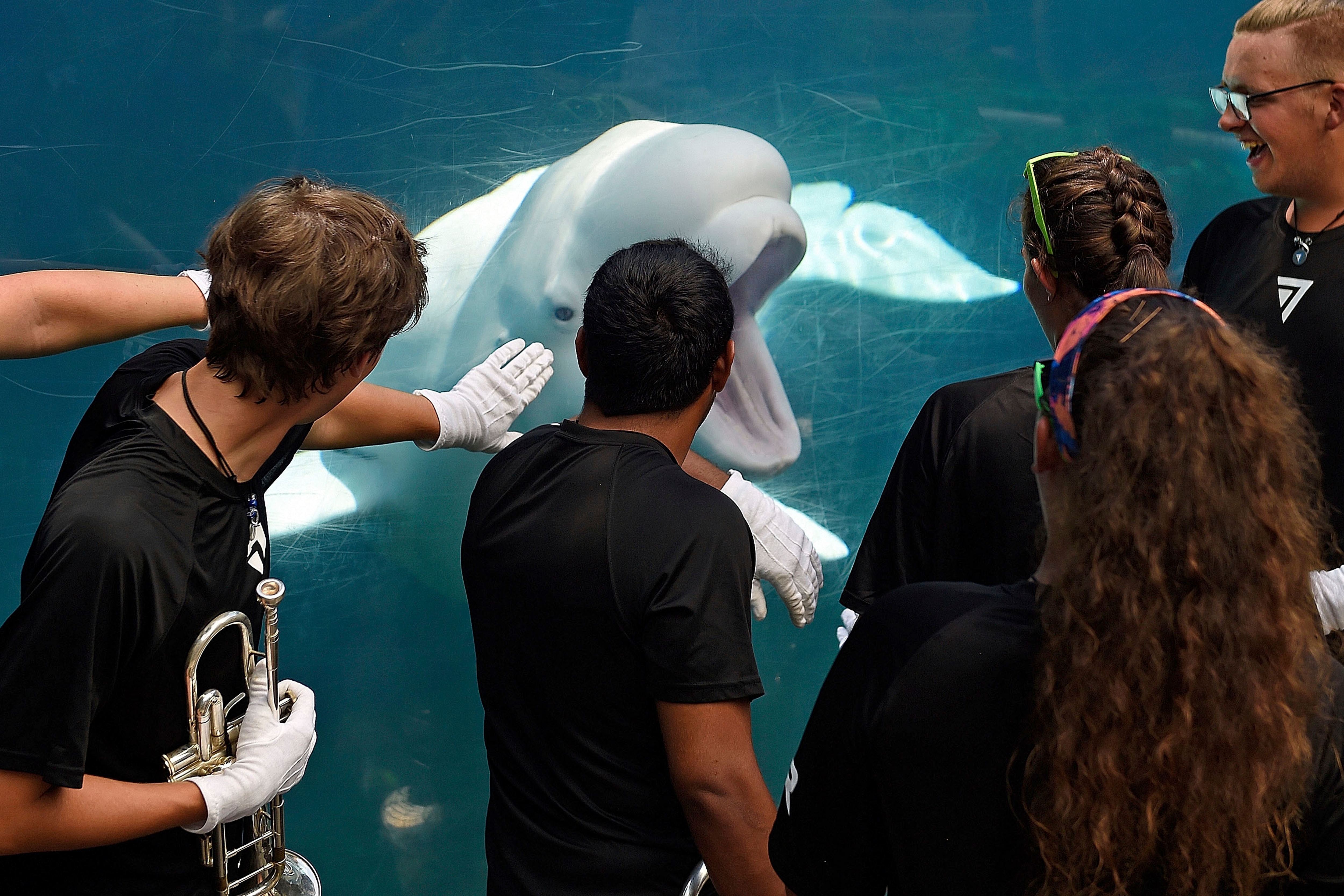 In this July 5, 2018, file photo, members of the brass ensemble for the 7th Regiment Drum and Bugle Corps, interact with Juno, one of the Beluga whales at Mystic Aquarium, in Stonington, Conn., after playing in front of the Alaska Coast exhibit. Mystic Aquarium is preparing for the arrival of five Beluga whales from a zoo and amusement park in Canada after navigating approval processes on both sides of the U.S. border and overcoming legal challenges from environmental groups.