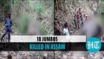 Assam: 18 elephants died in lightning strikes in Nagaon district Assam: 18 elephants died in lightning strikes in Nagaon district
