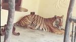 Tiger, T-37, in the lodge’s corridor. (Sourced) Tiger, T-37, in the lodge’s corridor. (Sourced)