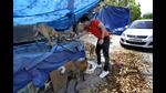 Apart from the localities close to hospital, strays near eateries, offices and shopping complexes are affected as well (Photo: Sunil Ghosh/HT) Apart from the localities close to hospital, strays near eateries, offices and shopping complexes are affected as well (Photo: Sunil Ghosh/HT)