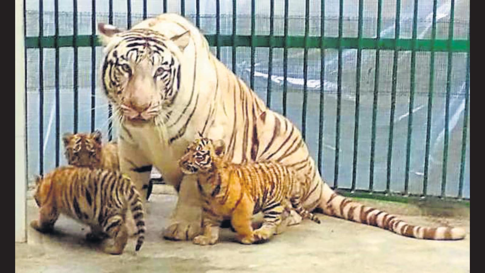 Two Bengal Tiger cubs born at Mohali’s Chhatbir Zoo - Hindustan Times