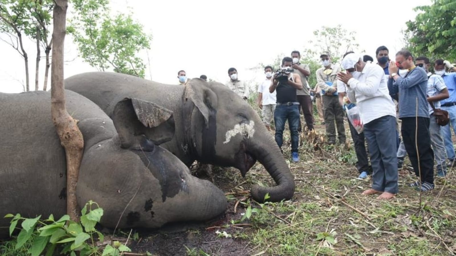 Autopsy to confirm lightning as cause of death of 18 elephants Latest
