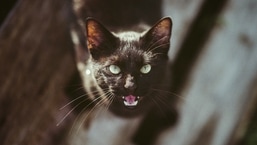 The cat was not injured in the incident. 