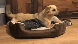 The dog is named Chester. The dog is named Chester.