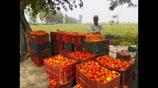 The harvesting of this widely-grown vegetable has just begun in the region and farmers said they are not even able to bear the harvesting and transportation cost. (HT Photo) The harvesting of this widely-grown vegetable has just begun in the region and farmers said they are not even able to bear the harvesting and transportation cost. (HT Photo)