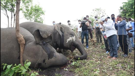 Assam forest and environment minister Parimal Suklabaidya at the spot where the elephants were killed in Nagaon district of the state. (HT PHOTO.) Assam forest and environment minister Parimal Suklabaidya at the spot where the elephants were killed in Nagaon district of the state. (HT PHOTO.)