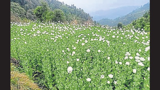 15 lakh poppy plants destroyed in Himachal’s Mandi district 15 lakh poppy plants destroyed in Himachal’s Mandi district