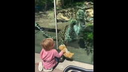 The leopard reacting to the little girl and her toy. 