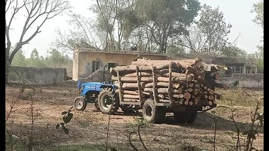 A tractor-trailer laden with axed trees at a defunct sugar mill in Faridkot.