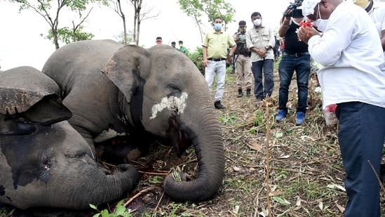 Assam Forest Minister Parimal Suklabaidya visits the site where eighteen elephants are believed to have died in lightning strikes, at Bamuni Hills in Nagaon on Friday. (ANI Photo)