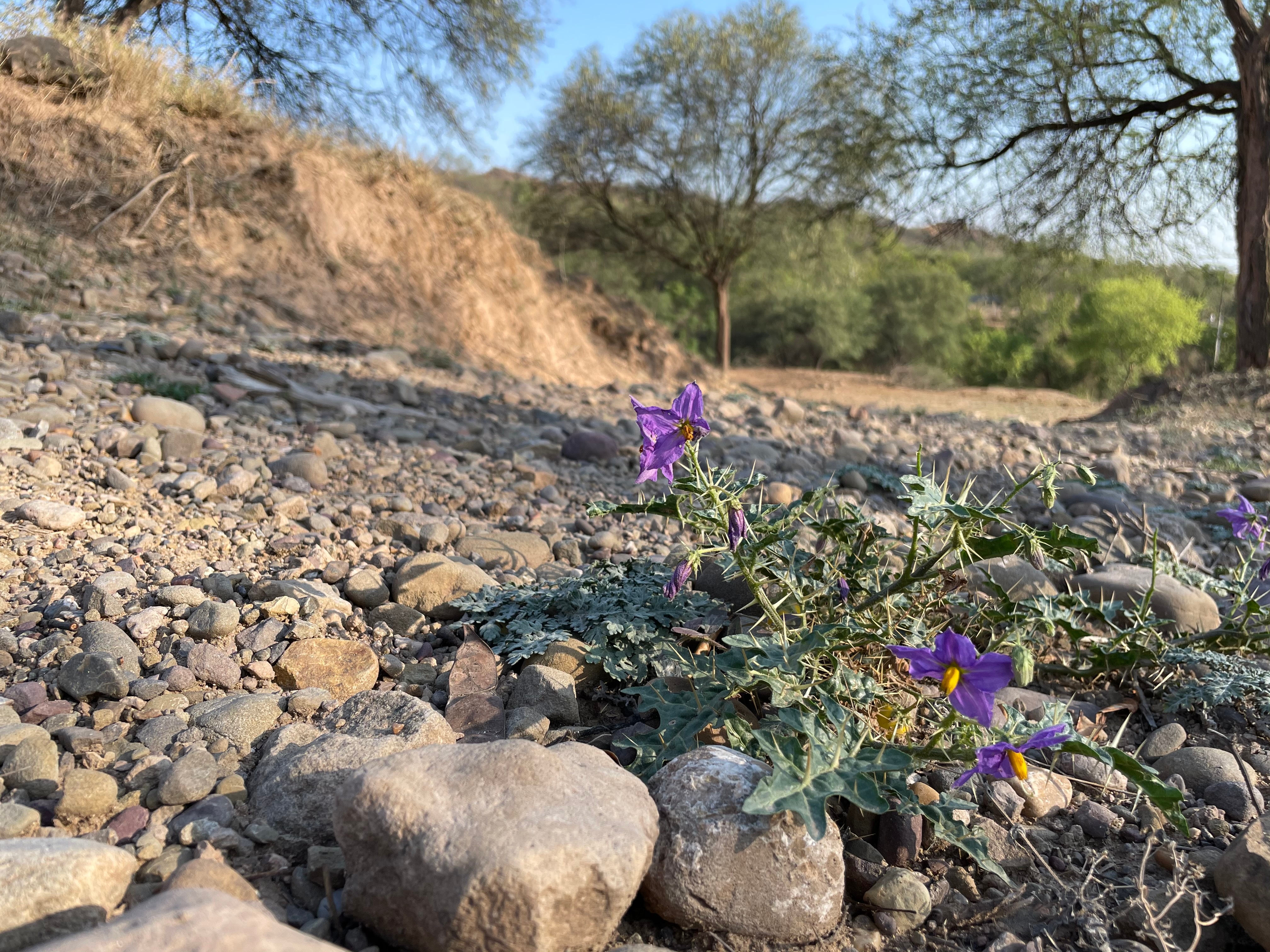 The herb, Solanum virginianum, in bloom on reverse slope of Mirzapur dam. (PHOTO: HEMANI SINGH)