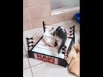 The image shows two kittens 'wrestling' in the arena.(Reddit/cactusjackalope) The image shows two kittens 'wrestling' in the arena.(Reddit/cactusjackalope)