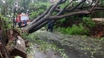 Several trees uprooted after strong winds and rainfall due to Cyclone Tauktae, in Panaji on Sunday. (ANI Photo) Several trees uprooted after strong winds and rainfall due to Cyclone Tauktae, in Panaji on Sunday. (ANI Photo)