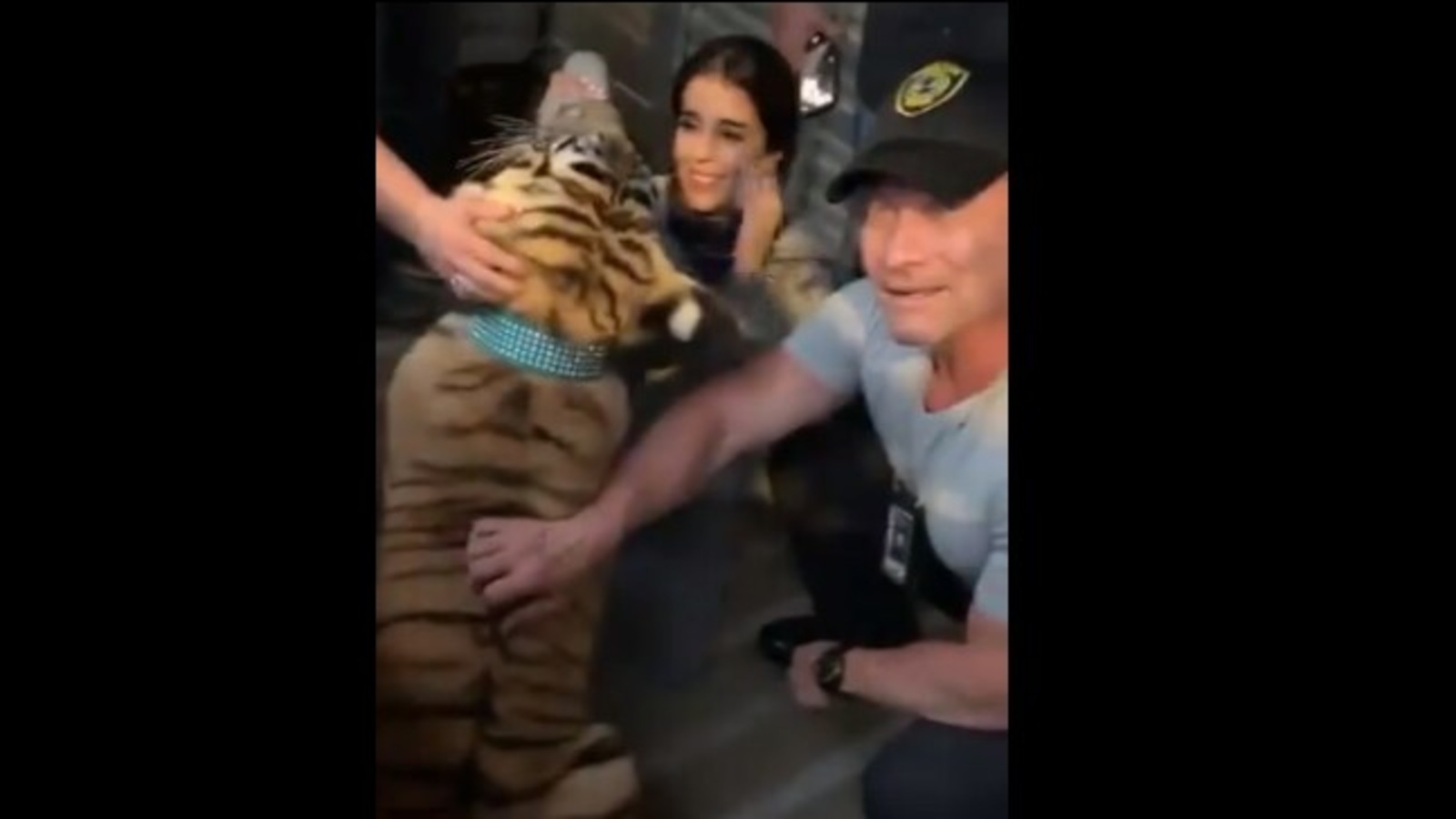 India, the missing Bengal tiger, found unharmed in Houston