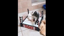 The image shows two kittens 'wrestling' in the arena.